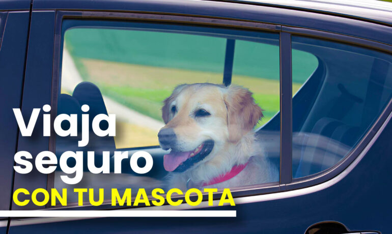 Viaja seguro con tu mascota