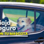 Viaja seguro con tu mascota