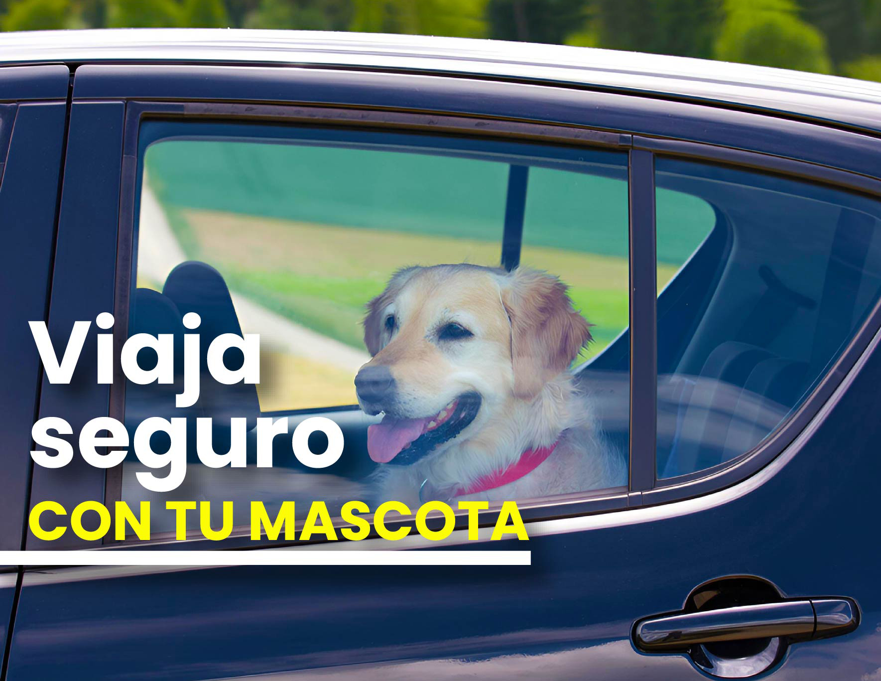 Viaja seguro con tu mascota